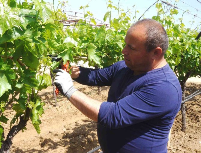 Salkım Güvesiyle Japon Tuzaklı Mücadele