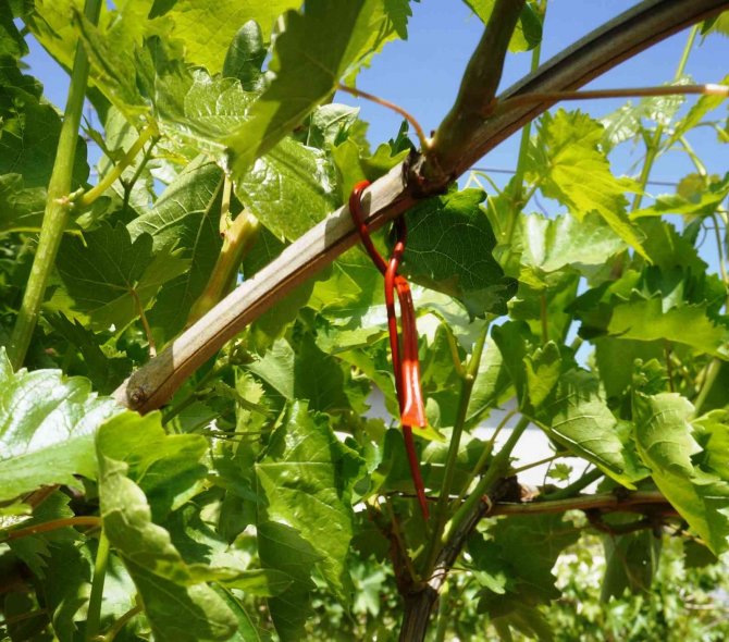 Salkım Güvesiyle Japon Tuzaklı Mücadele