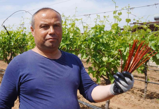 Salkım Güvesiyle Japon Tuzaklı Mücadele