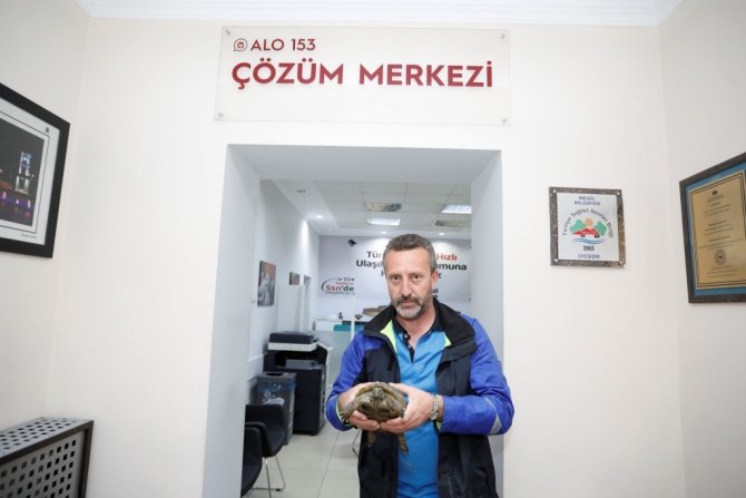 Şehir Trafiğinde Mahsur Kalan Kaplumbağaya Belediye Sahip Çıktı