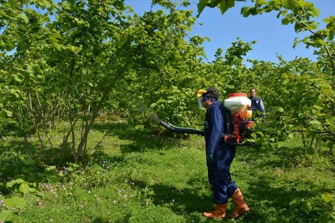 Düzce’de Fındıkta Külleme Mücadelesi Başladı
