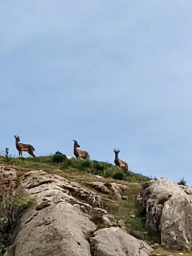 Koruma Altındaki Dağ Keçileri Harput’ta Görüntülendi