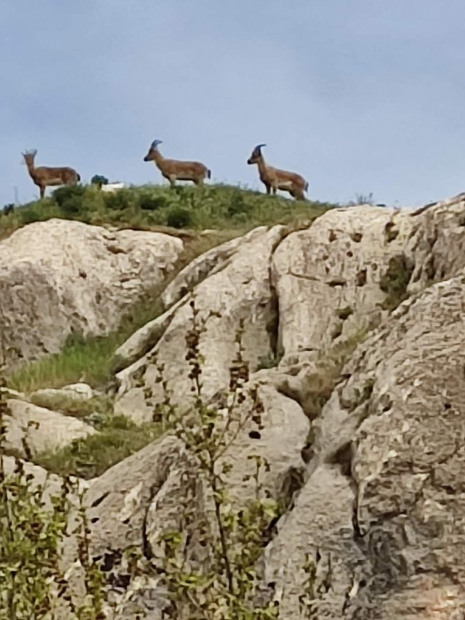 Koruma Altındaki Dağ Keçileri Harput’ta Görüntülendi