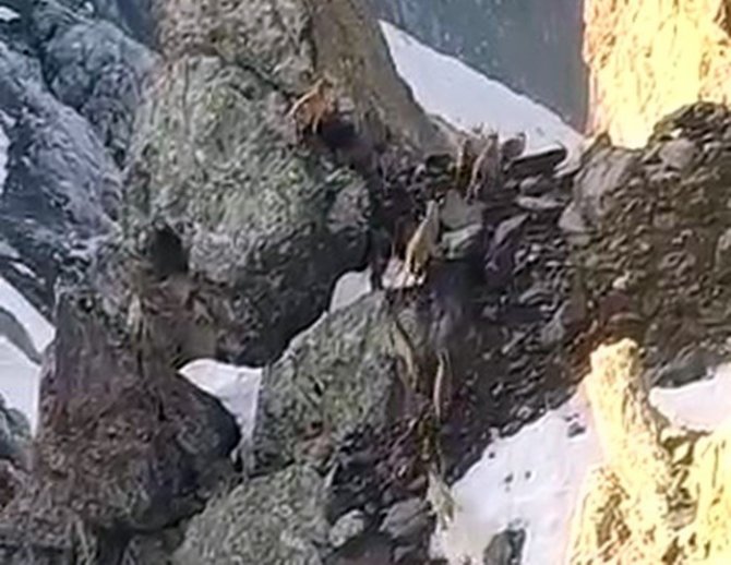 Yüksekova’da Sürü Halinde Dağ Keçileri Görüntülendi