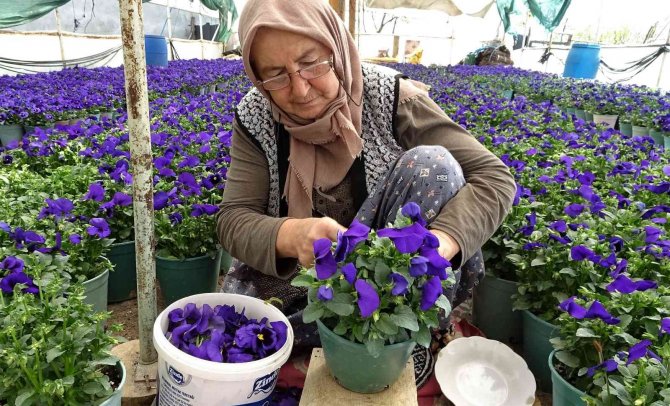 Köylü Kadınlar Yılda 6 Milyon Liralık Tohum Yetiştiriyor
