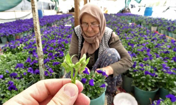 Köylü Kadınlar Yılda 6 Milyon Liralık Tohum Yetiştiriyor