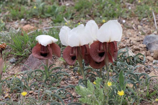 Iris Iberica Çiçekleri Göz Kamaştırıyor