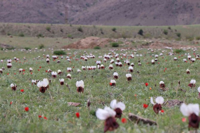 Iris Iberica Çiçekleri Göz Kamaştırıyor