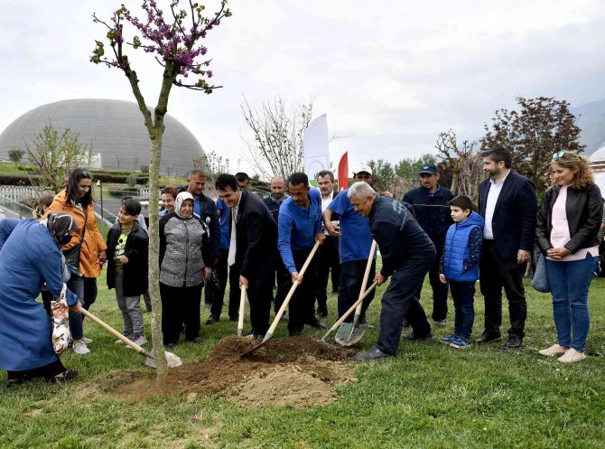 Osmangazi’de Erguvan Vakti