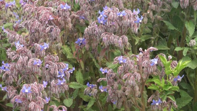 Yalova Altınova Tıbbı Bitki Üretiminde De Söz Sahibi Olacak