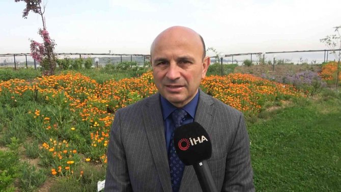 Yalova Altınova Tıbbı Bitki Üretiminde De Söz Sahibi Olacak