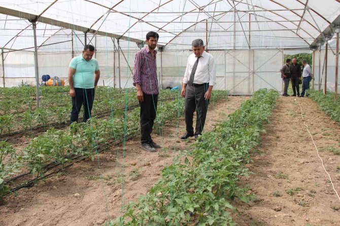 Kara Kışta Zarar Gören Seralar Yeniden Üretime Geçti