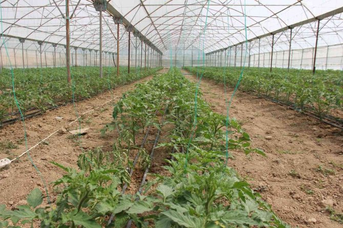 Kara Kışta Zarar Gören Seralar Yeniden Üretime Geçti