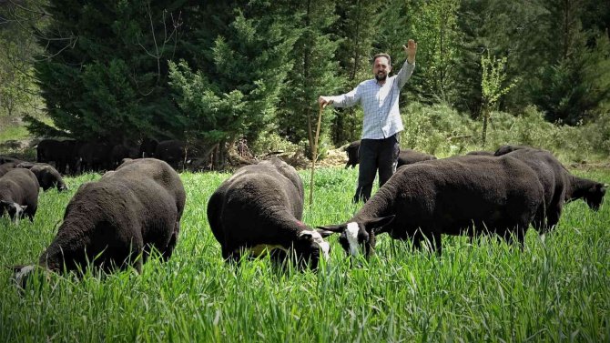 Yurt Dışından Getirdiği Koyunlardan Almak İsteyenlere 10 Ay Sonrasına Sıra Veriyor