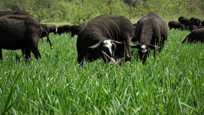 Yurt Dışından Getirdiği Koyunlardan Almak İsteyenlere 10 Ay Sonrasına Sıra Veriyor