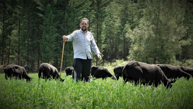 Yurt Dışından Getirdiği Koyunlardan Almak İsteyenlere 10 Ay Sonrasına Sıra Veriyor