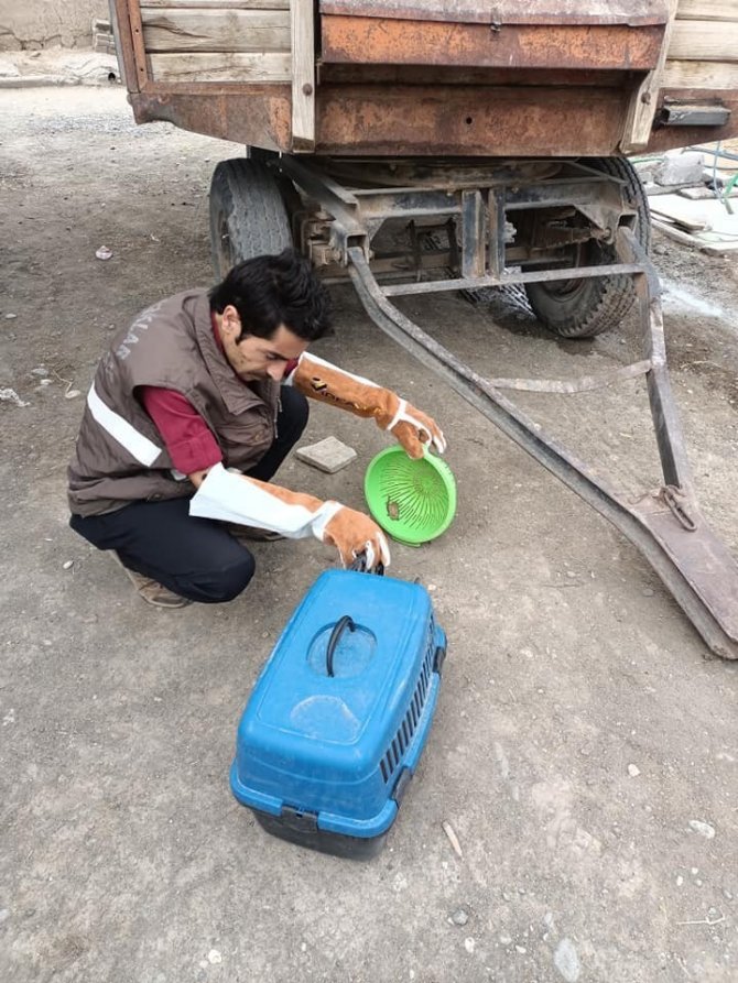 Cüce Yarasa Tekrar Doğaya Bırakıldı