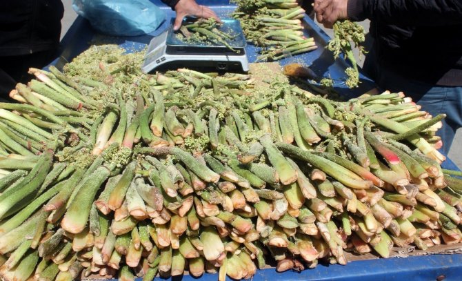 Şifa Kaynağı Işkının Kilosu 50 Tl’den Satılıyor