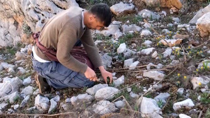 Sarp Dağlarda Yetişen Eşsiz Lezzet: ‘Çiriş Otu’