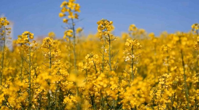Ayçiçek Yağına Rakip Olarak Ön Plana Çıkan Kanolada Ekim Alanı 9 Kat Arttı