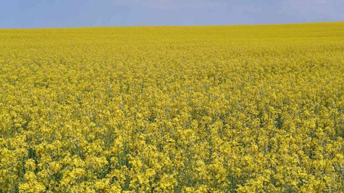 Ayçiçek Yağına Rakip Olarak Ön Plana Çıkan Kanolada Ekim Alanı 9 Kat Arttı