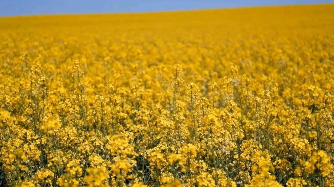 Ayçiçek Yağına Rakip Olarak Ön Plana Çıkan Kanolada Ekim Alanı 9 Kat Arttı