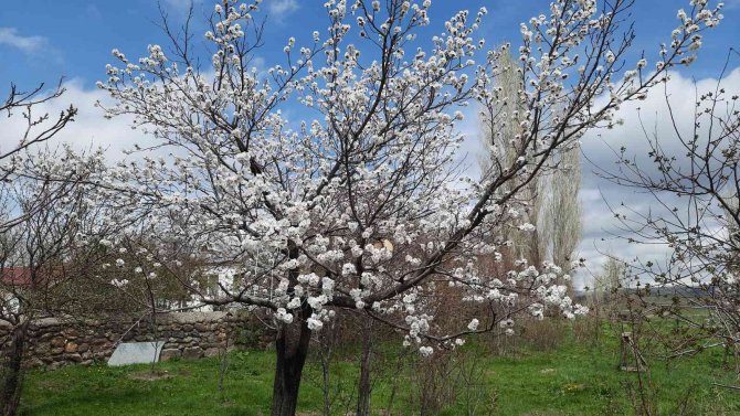 Kars’ta Meyve Ağaçları Çiçek Açmaya Başladı
