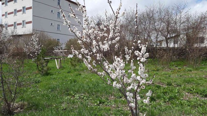 Kars’ta Meyve Ağaçları Çiçek Açmaya Başladı