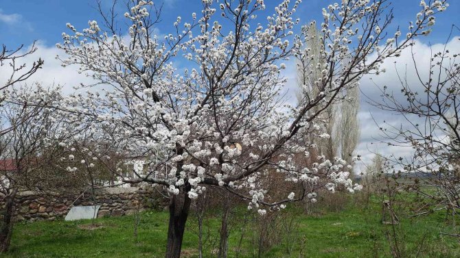 Kars’ta Meyve Ağaçları Çiçek Açmaya Başladı