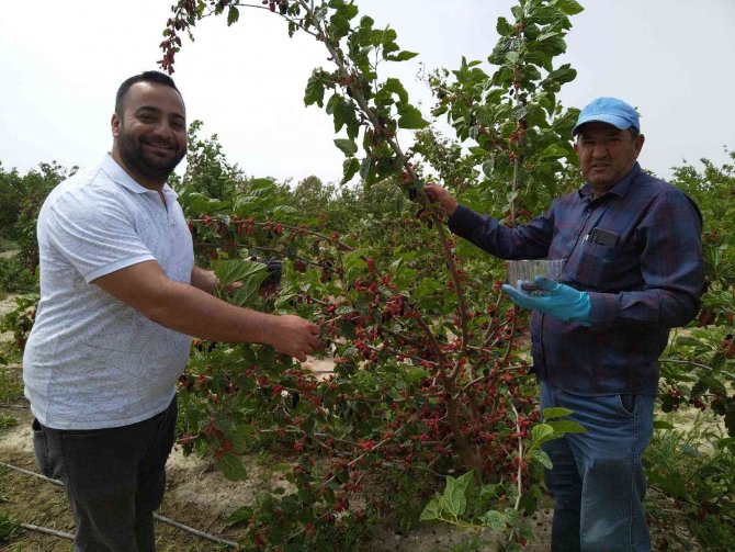 Silifke’de Açıkta Hasadı Yapılan Karadut, Üreticinin Yüzünü Güldürüyor