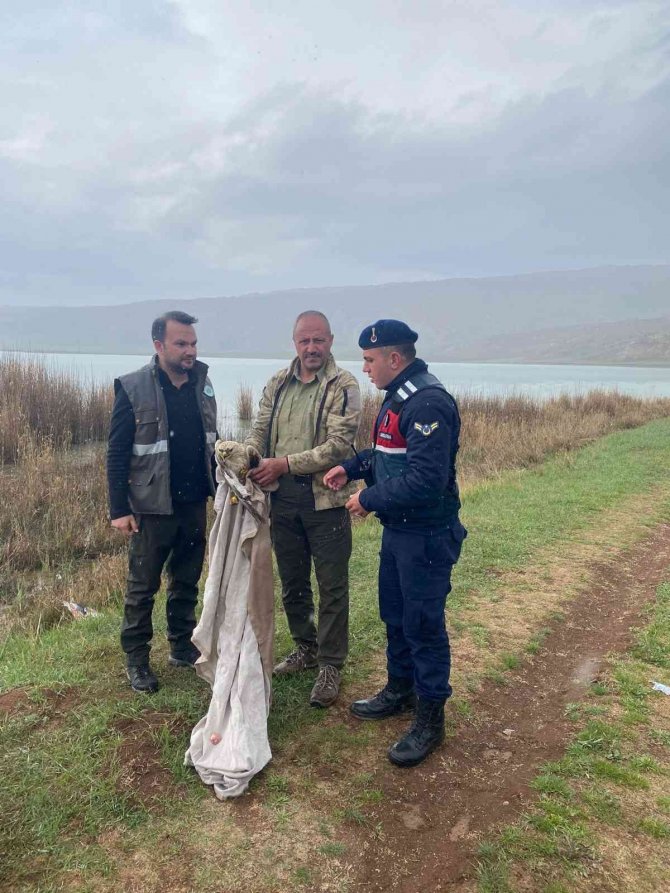 Yaralı Bulunan Kızıl Şahin Tedavi Altına Alındı