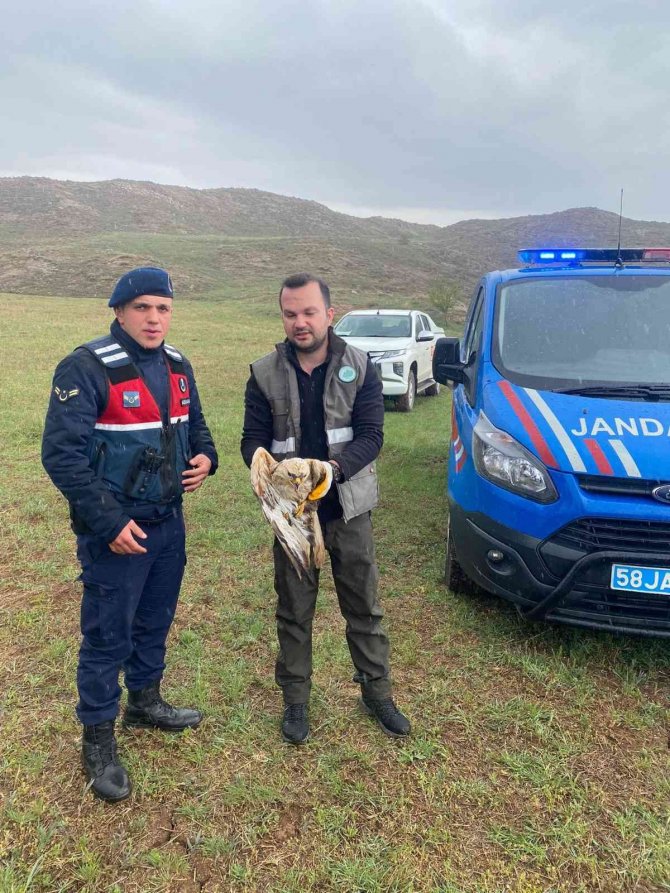 Yaralı Bulunan Kızıl Şahin Tedavi Altına Alındı