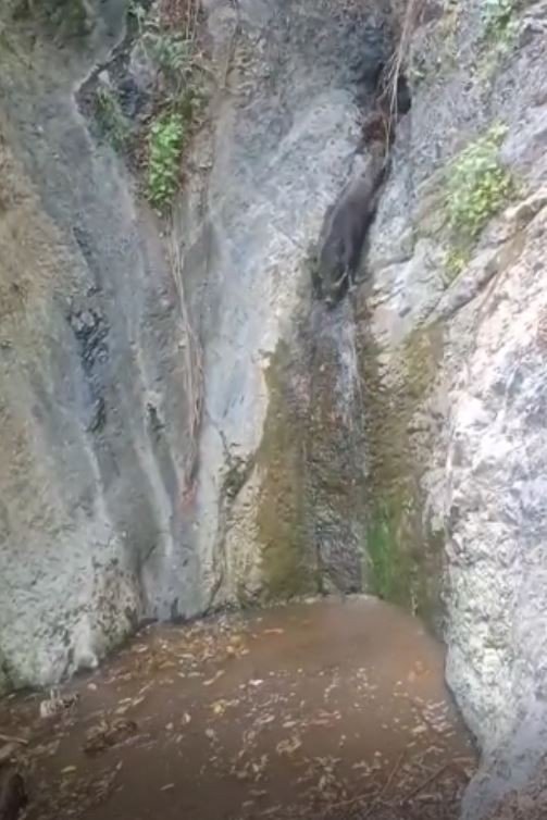Yaban Domuzları 20 Metrelik Şelaleden Suya Atladı