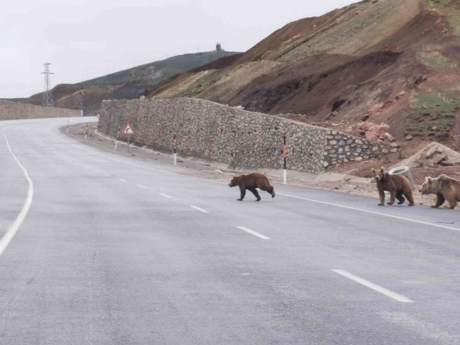 Kış Uykusundan Uyanan Ayılar Kara Yoluna İndi