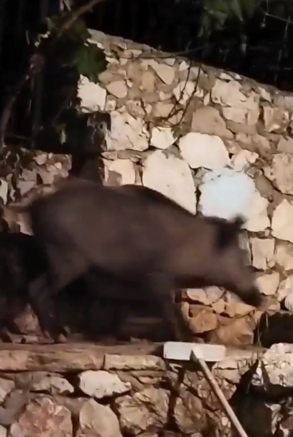 Antalya’da Evin Bahçesine Giren Domuz Ev Sahibini Neye Uğradığını Şaşırttı