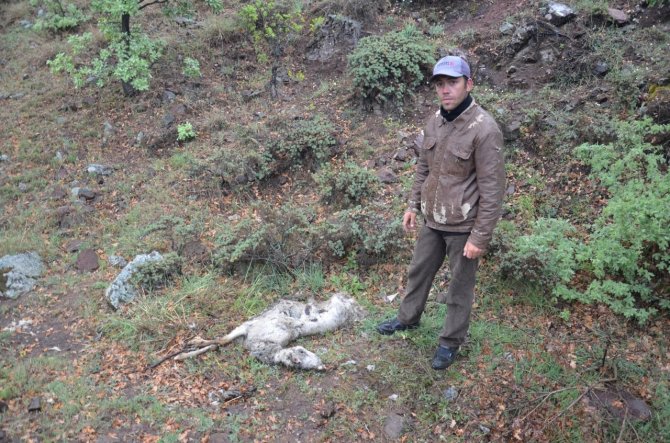 Çorum’da Köye İnen Aç Kurtlar 24 Küçükbaş Hayvanı Telef Etti