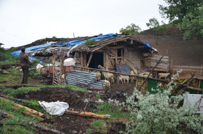 Çorum’da Köye İnen Aç Kurtlar 24 Küçükbaş Hayvanı Telef Etti