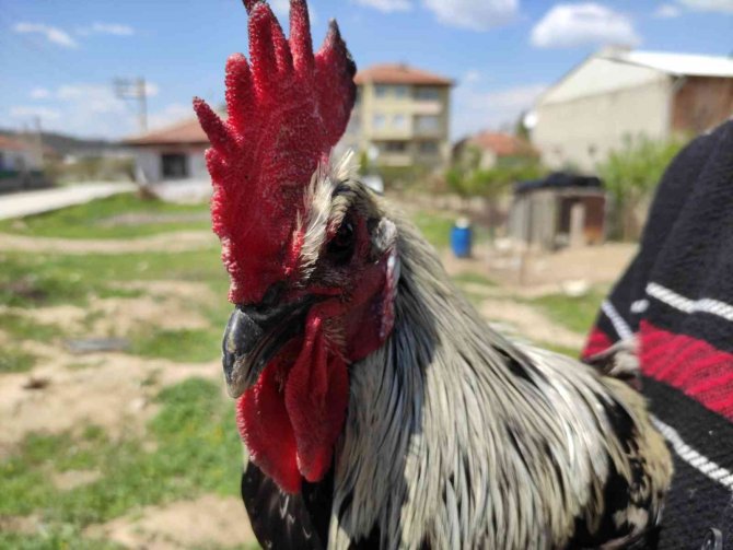 Bayılan Horozun Akrabaları İlgi Odağı Oldu