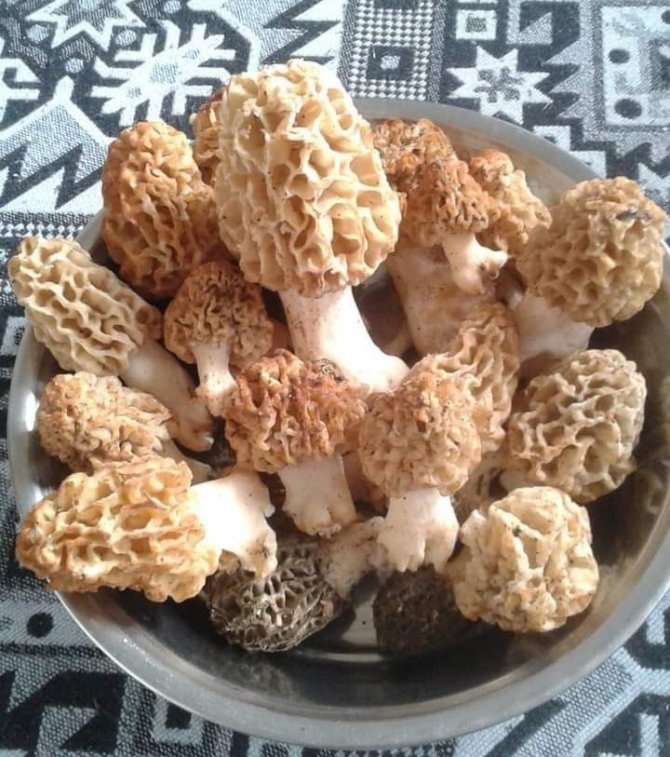 Kuzugöbeği Avcıları Bayramda İş Başında