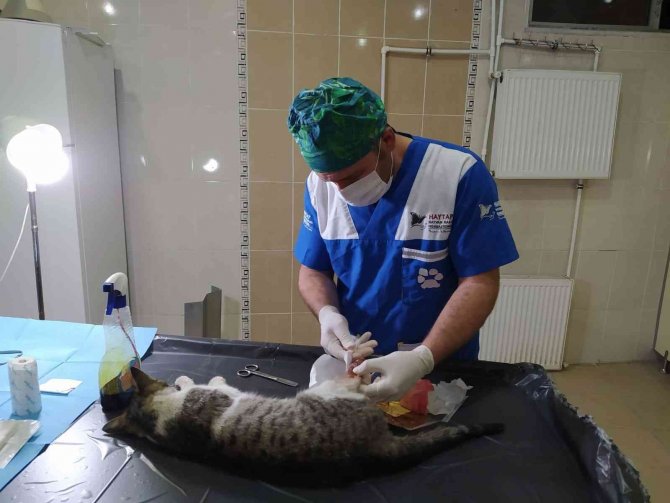 Hakkari’de Veteriner Ekiplerinin Bayram Mesaisi