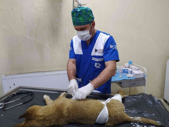 Hakkari’de Veteriner Ekiplerinin Bayram Mesaisi