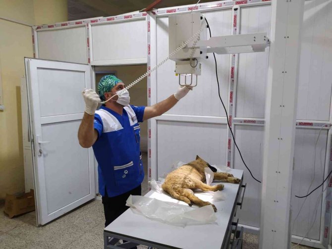 Hakkari’de Veteriner Ekiplerinin Bayram Mesaisi