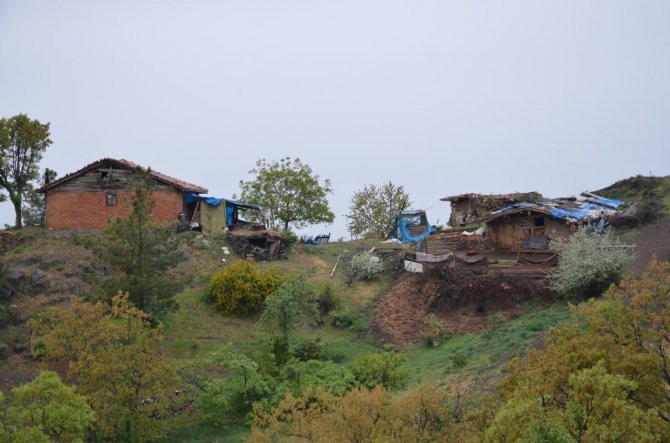 Çorum’da Köye İnen Aç Kurtlar 24 Küçükbaş Hayvanı Telef Etti