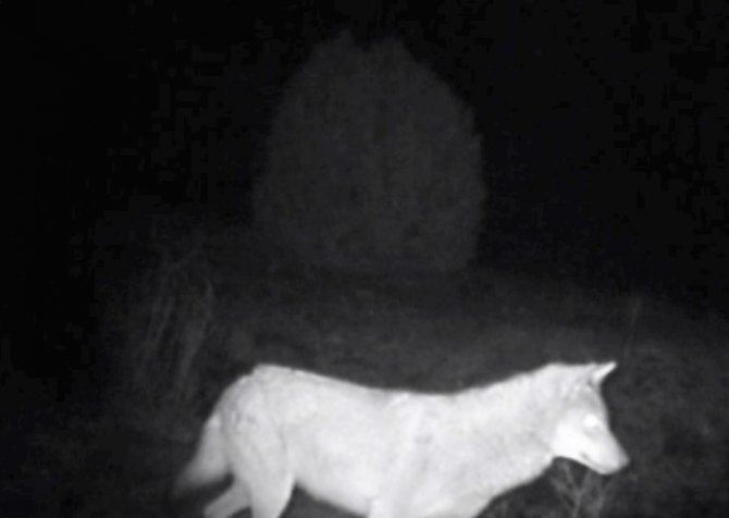 Kütahya’da Yaban Hayatı Fotokapana Yansıdı