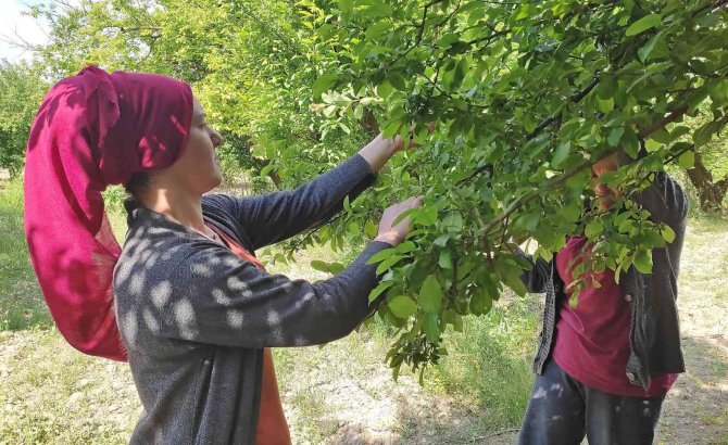 Manisa’da "Dumanlı Papaz Eriği" Hasadı Başladı