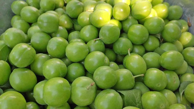 Manisa’da "Dumanlı Papaz Eriği" Hasadı Başladı