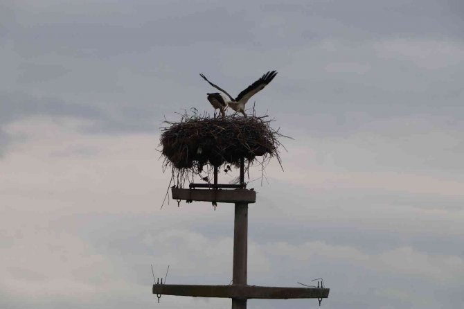 Leylekler Elektrik Direğini Yuva Yaptı