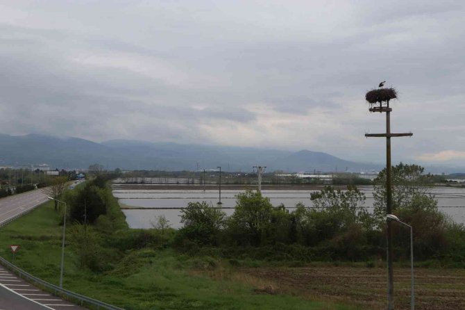 Leylekler Elektrik Direğini Yuva Yaptı