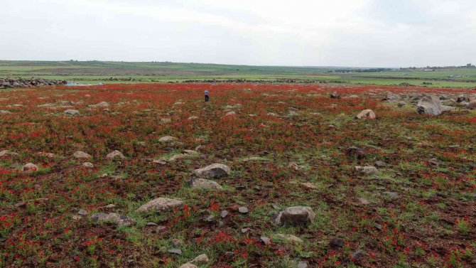 Siverek’te Çiçek Açan Gelincikler Vatandaşların İlgi Odağı Oldu