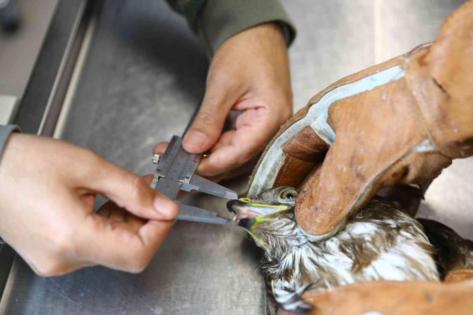 Yaralı Kızıl Şahin Tedavi Edildikten Sonra Doğaya Bırakıldı